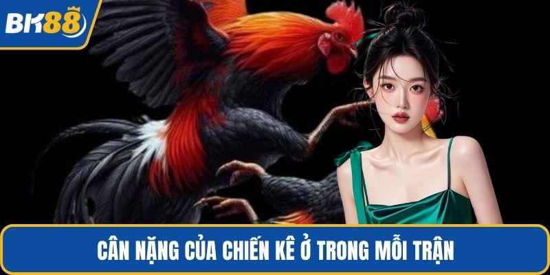 Cân nặng của chiến kê ở trong mỗi trận