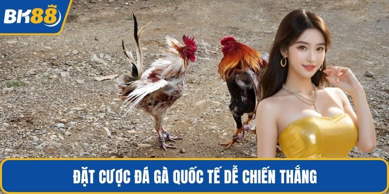 Đặt cược đá gà quốc tế dễ chiến thắng