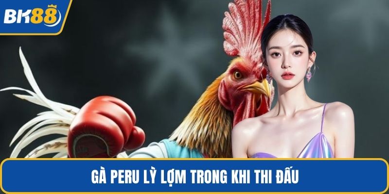 Gà Peru lỳ lợm trong khi thi đấu