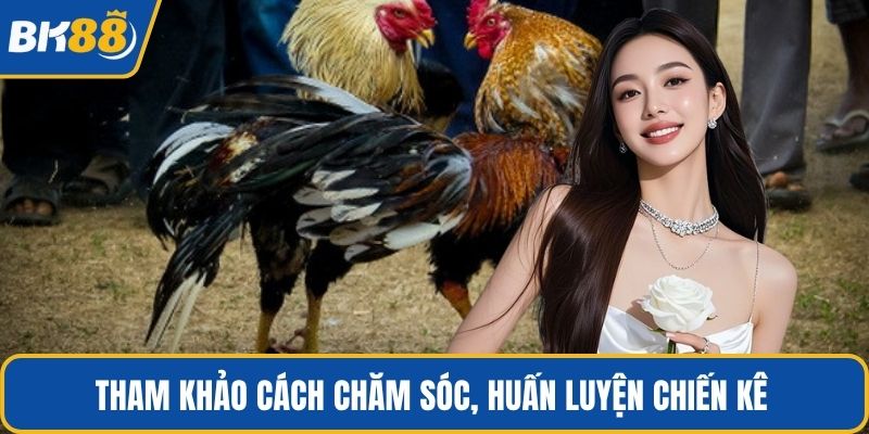 Tham khảo cách chăm sóc, huấn luyện chiến kê 