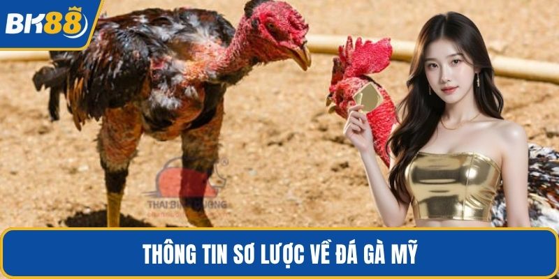 Thông tin sơ lược về đá gà mỹ