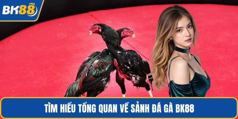 Tìm hiểu tổng quan về sảnh đá gà BK88